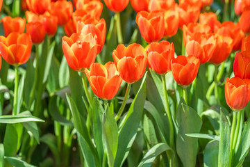 Sticker - Red tulips in park garden