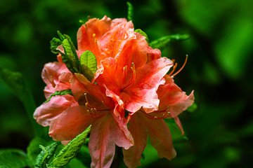 Wall Mural - detailed flowering rhododendron with buds and leaves in circular pattern