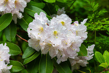 Wall Mural - detailed flowering rhododendron with buds and leaves in circular pattern