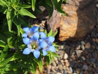 Lovely gentiana blue flowers in spring garden