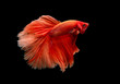 © narong - Light red color Siamese fighting fish, betta fish was isolated on black background. Fish also action of turn head in different direction during swim.
