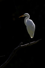 A Great Egret (Ardea Alba) Perced And Preening On A Branch In A Park In Front Of A Dark Background In California.