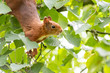 Rot-braunes Eurasisches Eichhörnchen ist auf Futtersuche in einem Haselnussstrauch und springt von Ast zu Ast auf der Jagd nach Haselnüssen und leckeren Eicheln für die Anlage von Winterspeck