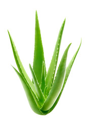Wall Mural - Aloe vera plant isolated on white background