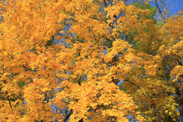 Wall Mural - trees with fall foliage on country park