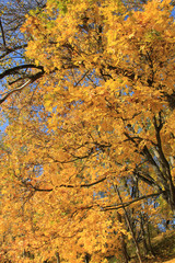 Wall Mural - trees with fall foliage on country park