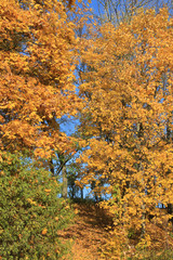 Wall Mural - trees with fall foliage on country park
