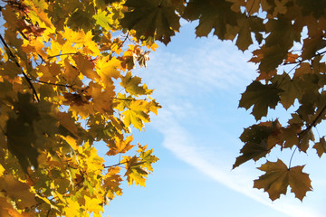 Wall Mural - trees with fall foliage on country park