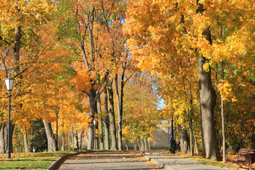 Wall Mural - trees with fall foliage on country park