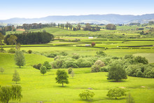 Farm Pasture In New Zealand