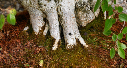 Sticker - Detail of roots of old bonsai with clay and moss.