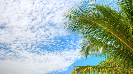 Beautiful green coconut leaves or coconut fronds on blue sky and clound background. Fresh green tropical garden for design elements. Summer and nature background concept.