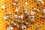Fototapeta Zwierzęta - Bienen lagern Honig ein