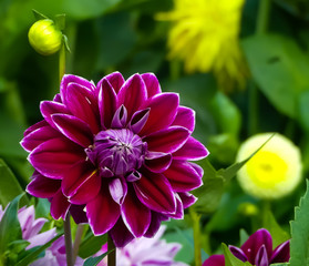 Close up of the flower head of the Dahlia, Purple Pearl. Petals of deep colour with a brushed white edge. Medium decorative.Outdoors in natural setting with a bud and floral bokeh background. England 