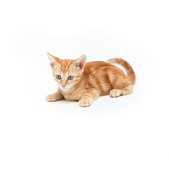  Red striped kitten plays, isolated on white background. Adorable baby cat. Animal. Cute young pet.