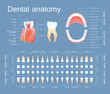 Human dental anatomy. Tooth anatomy numbering infographics. Sectional anatomical structure of the tooth - dentine, pulp, gum, blood vessels, root canal vector illustration