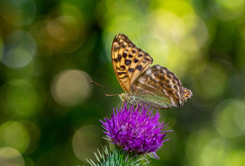 Kaisermantel Schmetterling Close up Portrait mit grünem Bokeh Hintergrund