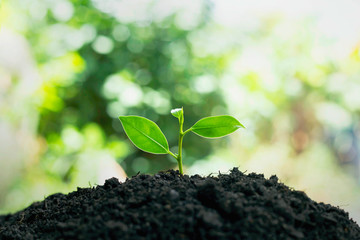 Plant growth on the soil