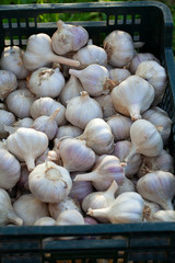 Poster - harvested garlic in plastic box on grass