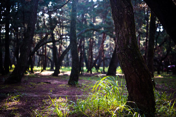 Wall Mural - trees in the pine forest, Japan