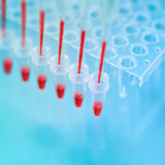 Wall Mural - Multichannel pipette tips filled in with red DNA amplification m