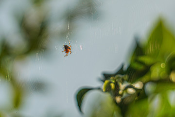 Spider in a web, illuminated by morning light.