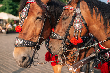  two decorated horses for riding tourists in a carriage