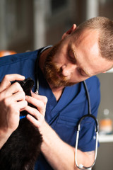 Wall Mural - Veterinarian looks teeth to black cat.