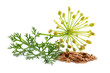 Fresh fennel and dill with seeds.
