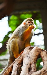 a squirrel monkey on a tree