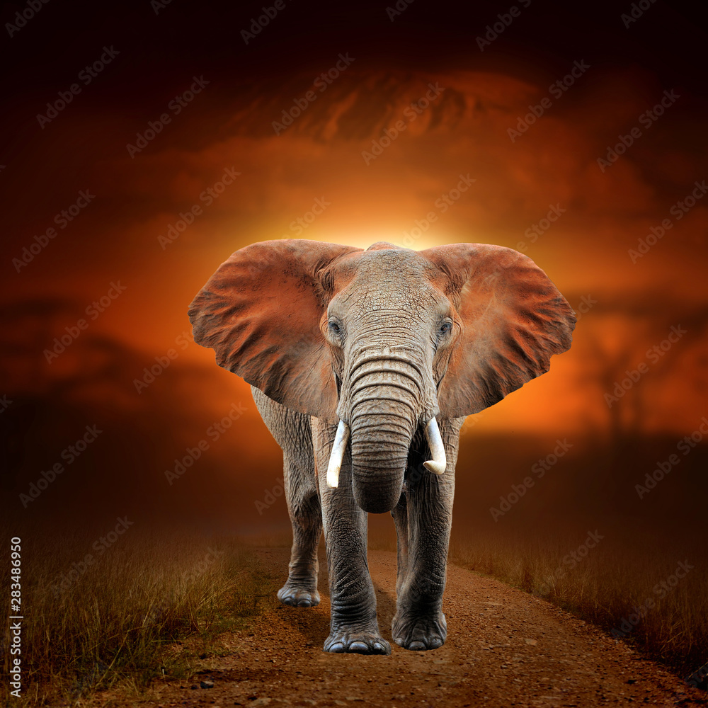 Elephant on savanna landscape background and Mount Kilimanjaro at sunset - obrazy, fototapety, plakaty 