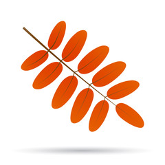 Wall Mural - vector flat fall autumn leaf isolated on white background