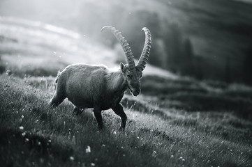 Wall Mural - Prächtiger männlicher Alpen-Steinbock im Gegenlicht eines Sommermorgens