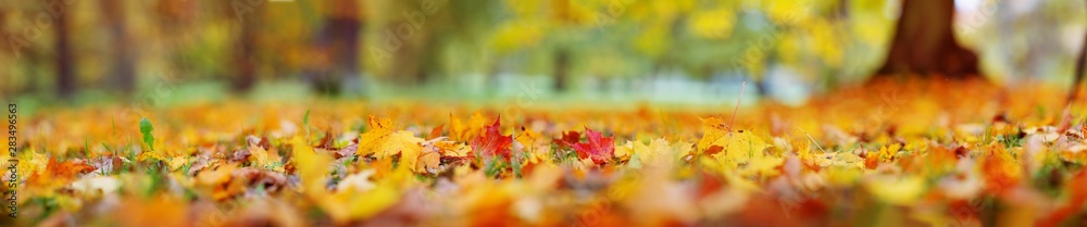trees with multicolored leaves on the grass in the park - obrazy, fototapety, plakaty 