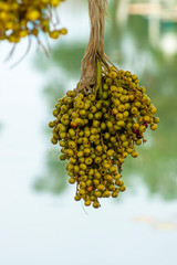 Wall Mural - Close up of palm seeds with blur background