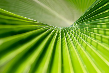 Wall Mural - Close up of green palm leaf background