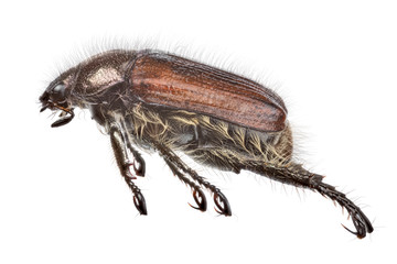 bronze scarab beetle isolated on white