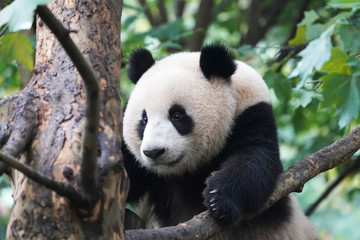 Giant panda over the tree.