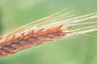  rye  spike closeup.  rye spike on a green background.  rye  ear macro