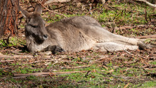 Kangaroo Resting In The Sun