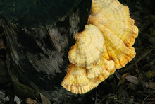 Mushroom On A Black Tree