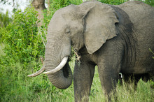 Large African Elephant Amongst Green Bush
