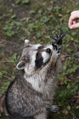 Close up of raccoon standing up taking food from a hand