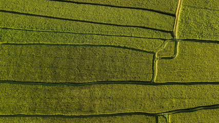 Wall Mural - Abstract geometric shapes of agricultural parcels in green color..Bali rice fields. Aerial view shoot from drone directly above field.