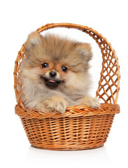 Sticker - Spitz puppy in basket on white background