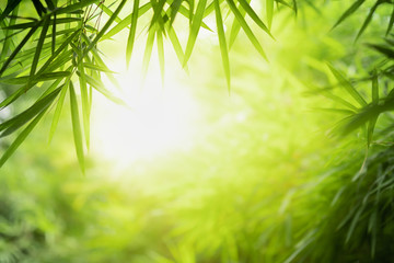  Closeup beautiful view of nature green leaves on blurred greenery tree background with sunlight in public garden park. It is landscape ecology and copy space for wallpaper and backdrop.