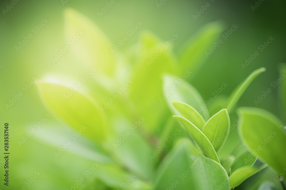Closeup beautiful view of nature green leaves on blurred greenery tree background with sunlight in public garden park. It is landscape ecology and copy space for wallpaper and backdrop. - obrazy, fototapety, plakaty 