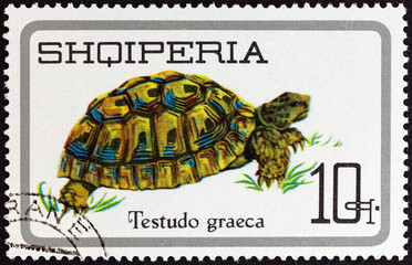 Sticker - Greek Tortoise, Testudo graeca (Albania 1966)