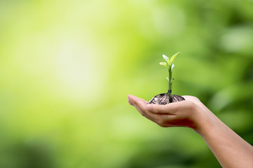 Human hand holding growing plant with natural greenery blurred background.