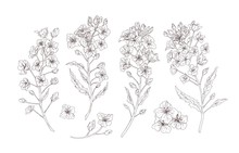 Set Of Detailed Botanical Drawings Of Blooming Rapeseed, Canola Or Mustard Flowers. Bundle Of Crop Or Cultivated Plant Drawn With Contour Lines On White Background. Realistic Vector Illustration.